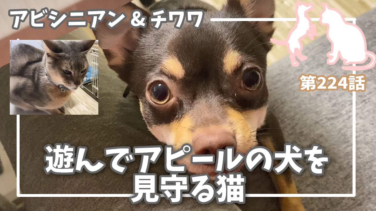 [224話] (チワワ&アビシニアン) 遊んでアピールの犬を見守る猫