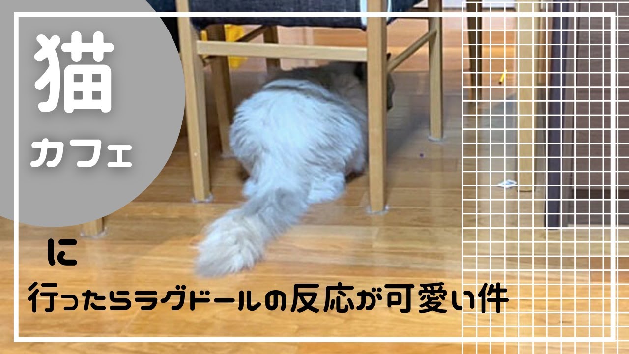新年そうそう猫カフェに行ったら飼い猫のラグドールの反応は･･･？