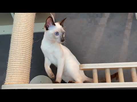 ペットショップCoo&RIKU 00598557　トンキニーズ