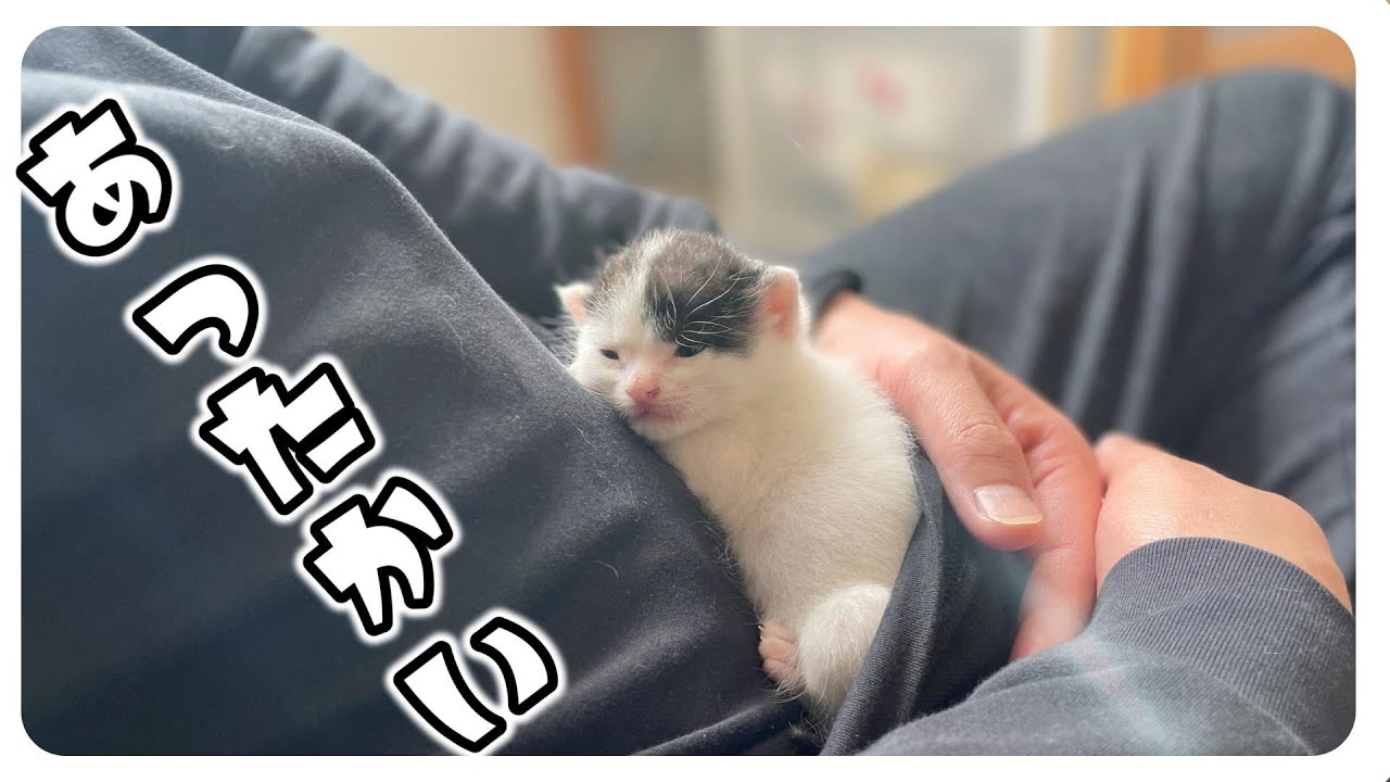 【子猫】ミルク飲み放題★眠そうな子猫はかわいすぎる【保護猫生活6日目】