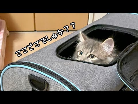 ノルウェージャンの子猫がうちに来た！【ルク日記 #1】