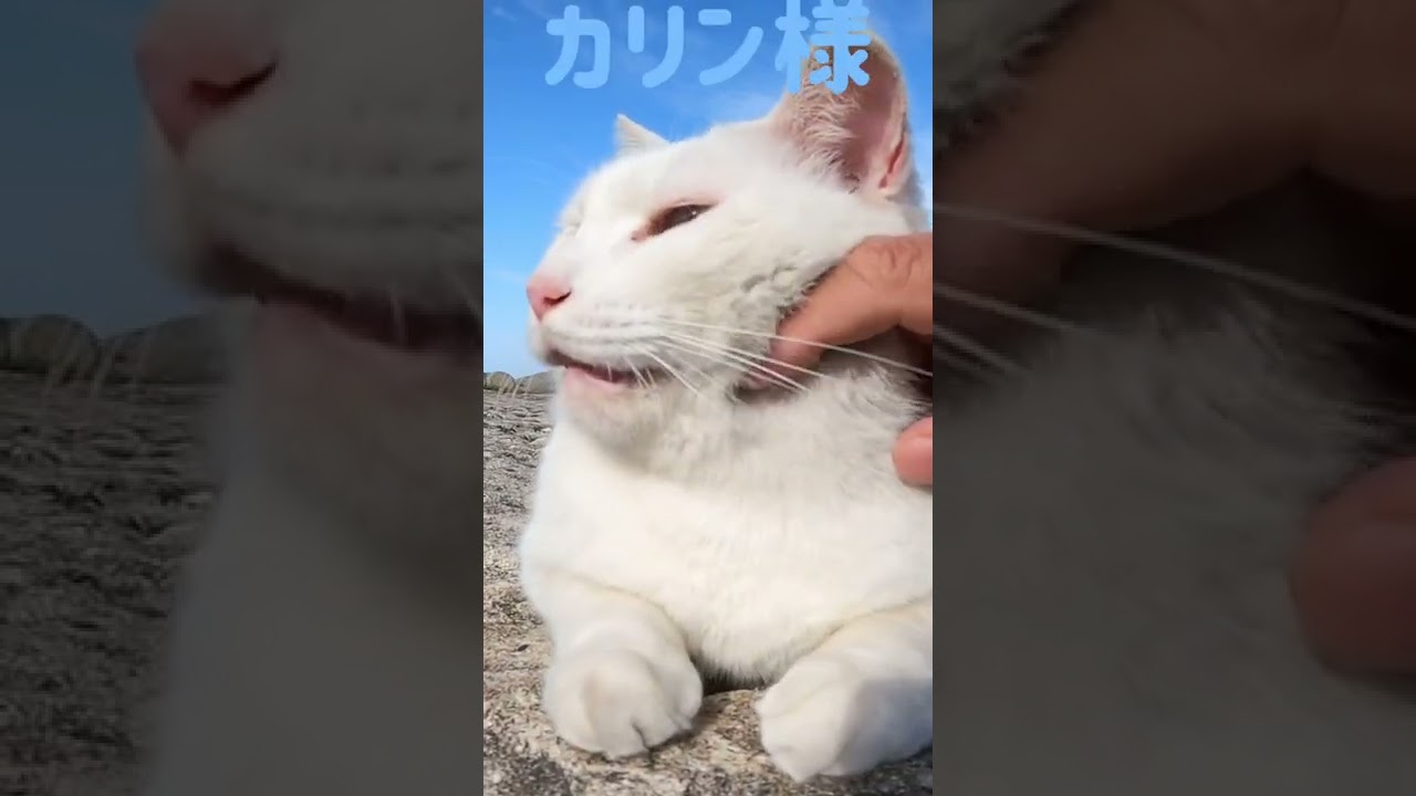 あの凶暴猫のカリン様が可愛い甘噛み連発 Ferocious cat #shorts
