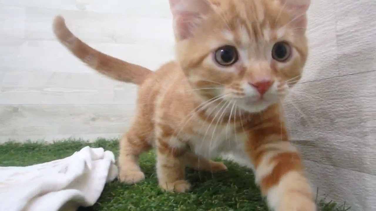 Coo&RIKU　No00615071 アメリカンショートヘアー