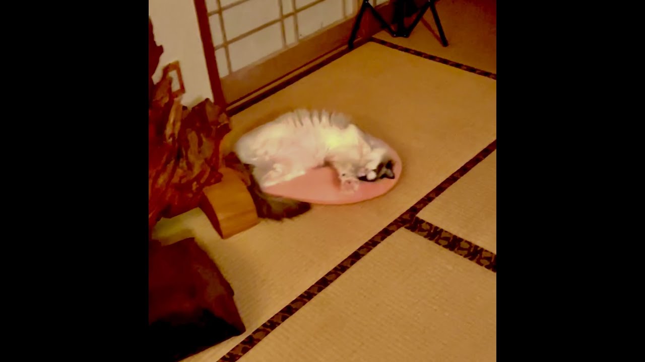 近寄ったら触られる準備をするラグドールキャットの仕草が可愛かった