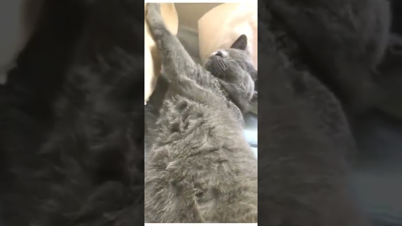 シャルトリュー　子猫　ふわふわ