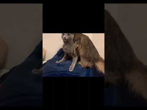 予測不能な子猫の動きに戸惑うロシアンブルー #ロシアンブルー #ソマリ #しっぽ吸い