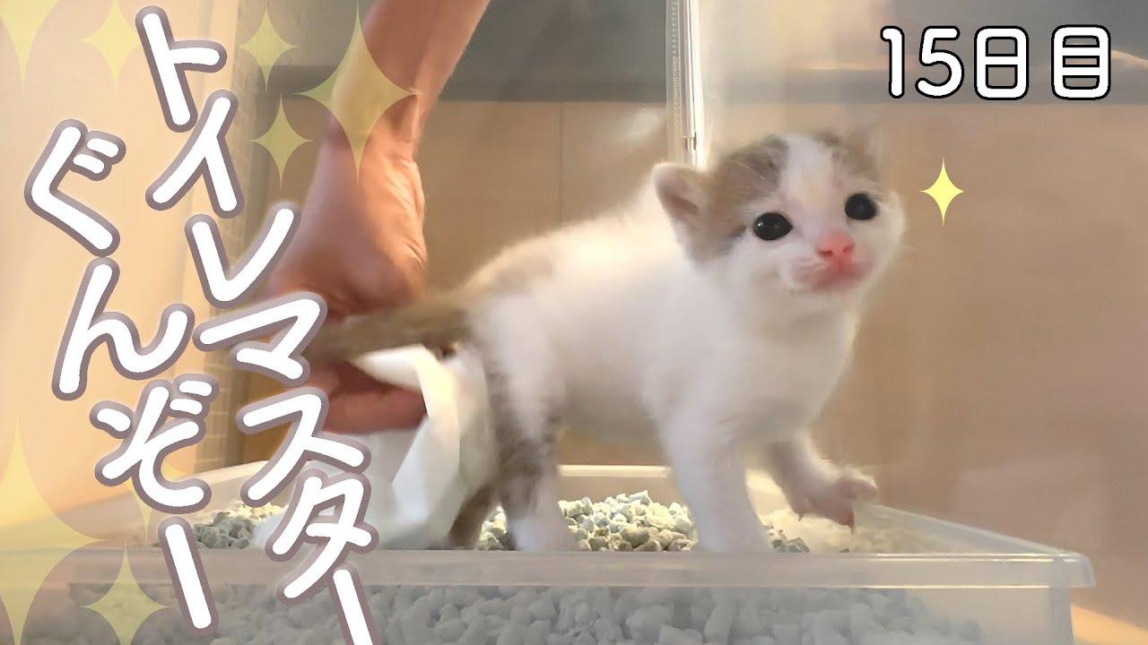 【１５日目②】トイレをマスターした子猫【ぐんぞー日記】保護猫ミルクボランティア