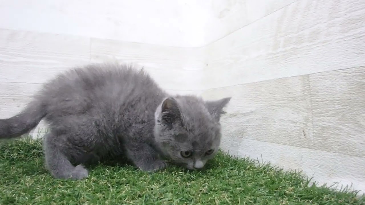 Coo&RIKU　No00616051 ブリティッシュショートヘアー