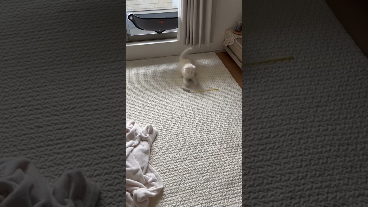 【サイベリアン子猫】ねこじゃらしが大好きででんぐり返ししちゃう子猫　#shorts #子猫