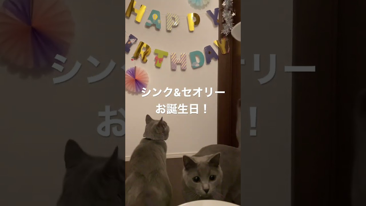 猫たちのお誕生日をお祝いしました #シャルトリュー #ねこのいる生活 #shorts #chartreux #お誕生日おめでとう
