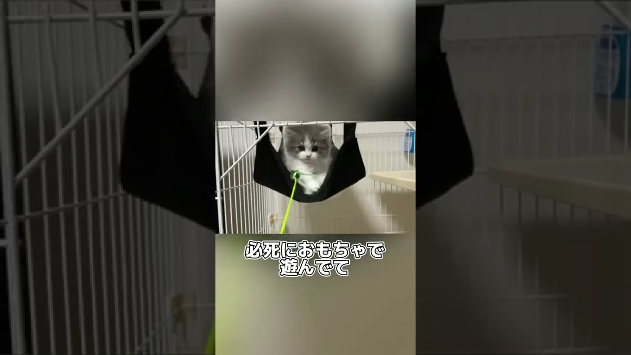 ハンモックが好きすぎる猫【プルプル】ラガマフィン