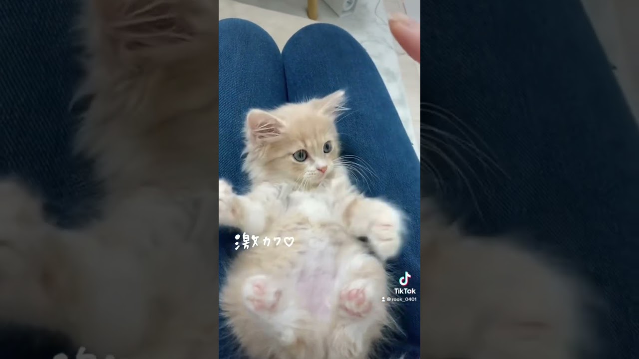 無邪気で可愛い子猫に癒される #shorts #cat #kitten #cute