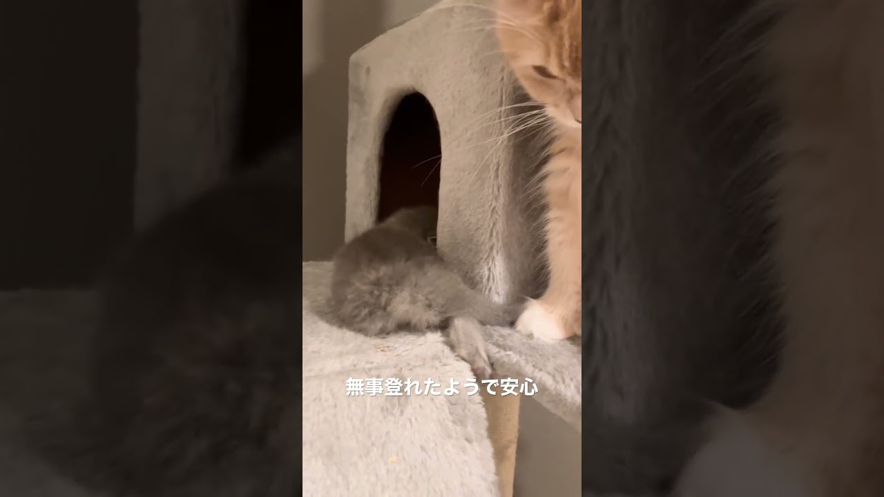 落ちそうな赤ちゃんを助ける母猫の愛🐱 #ラガマフィン