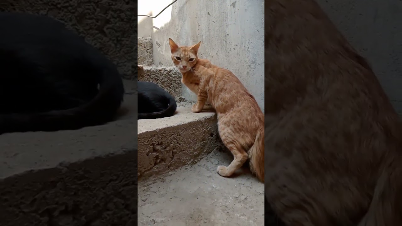 cute black and brown cat