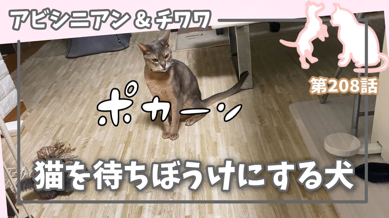 [208話] (チワワ&アビシニアン) 猫を待ちぼうけにする犬