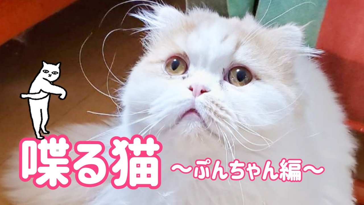 #short　喋る猫～ぷんちゃん編～【スコティッシュフォールド】　　Speaking Cat-Pun-chan Edition- [Scottish Fold]