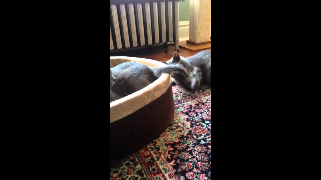 Ender and Leia, Korat Cats