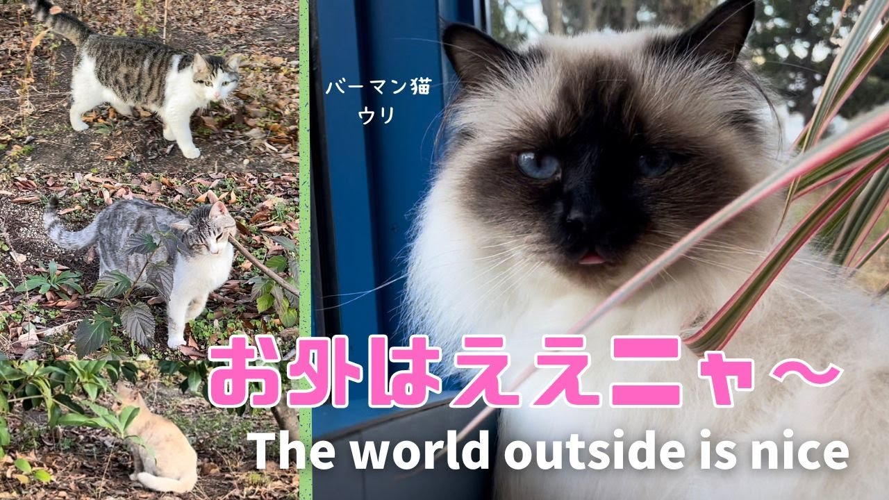 バーマン猫ウリ【お外ええニャ〜】The world outside is nice（バーマン猫）Birman/Cat