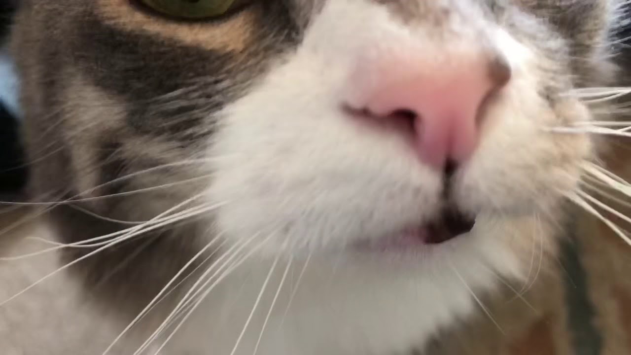 来客者に甘えまくる猫 ノルウェージャンフォレストキャットCat playing with customers.Norwegian Forest Cat.