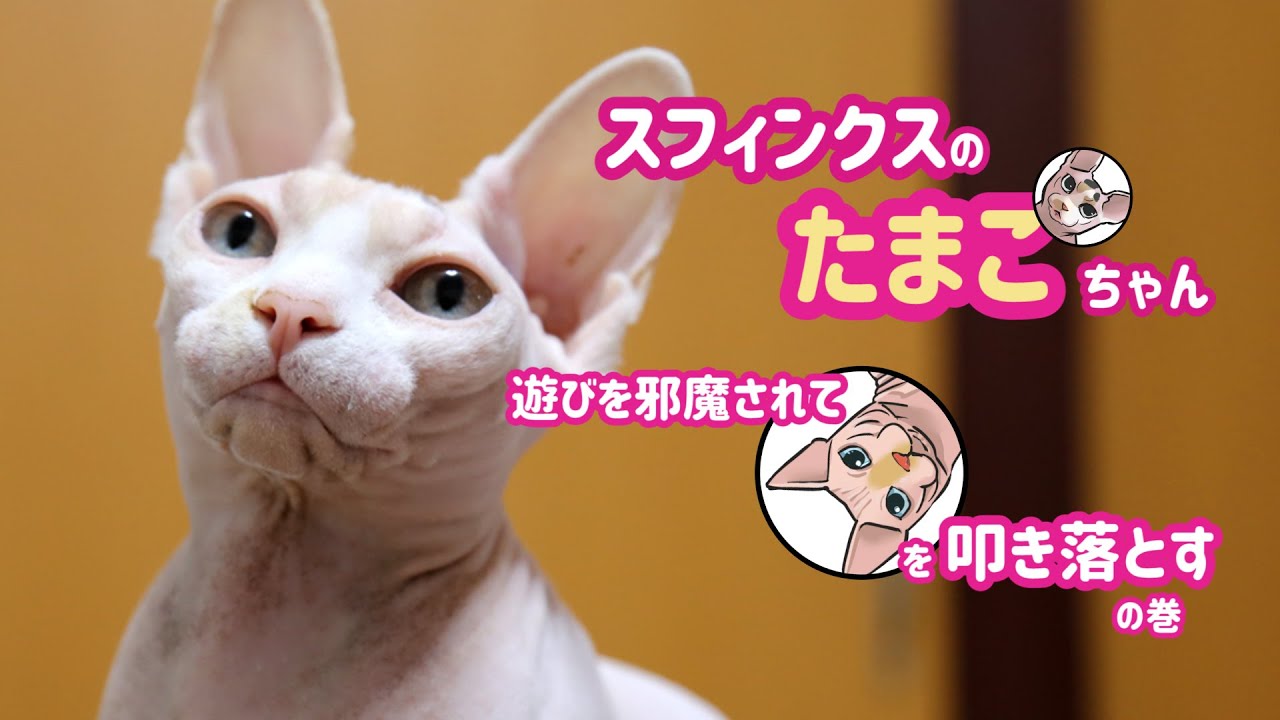 スフィンクス猫・たまこちゃんと遊ぶ