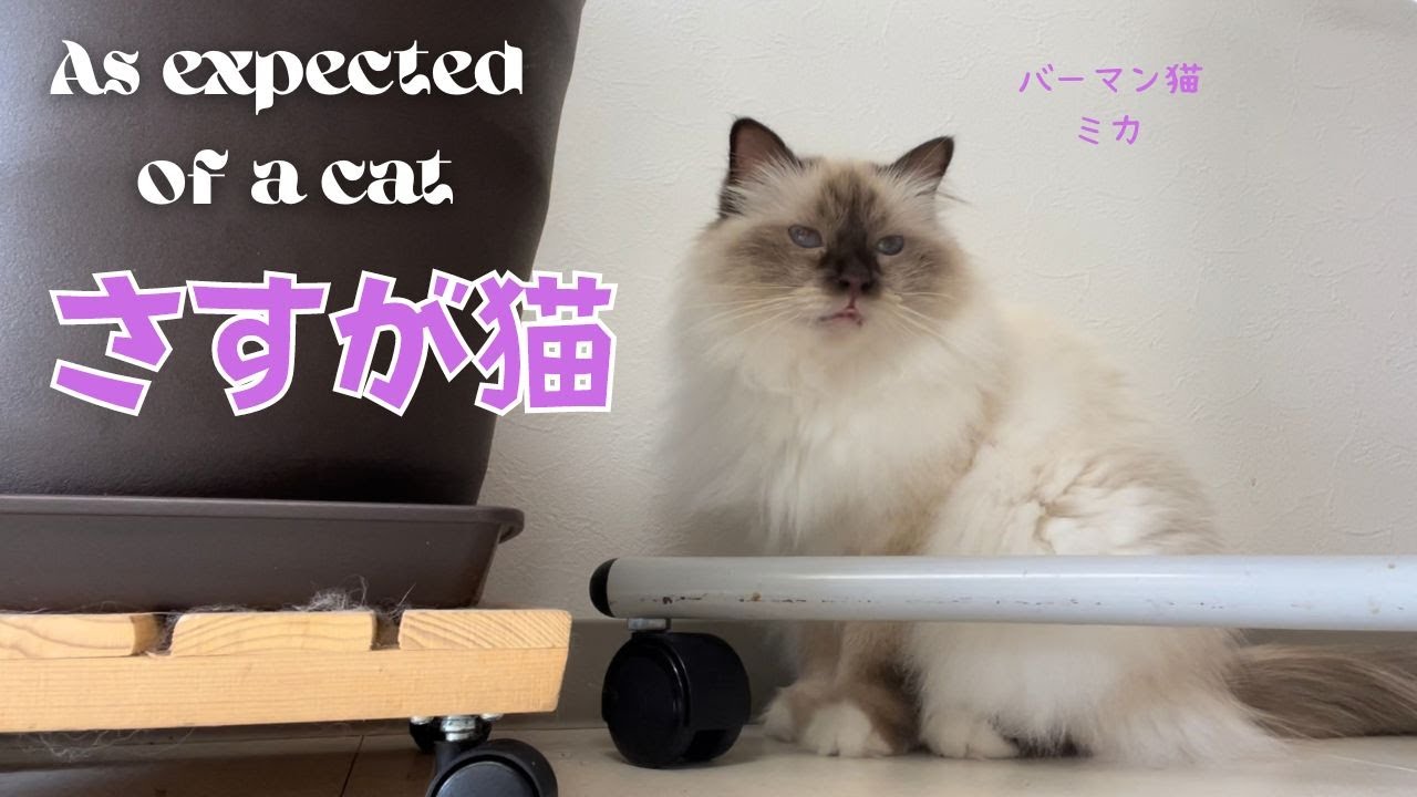 ええニオイやニャ【さすが猫】As expected of a cat（バーマン猫）Birman/Cat