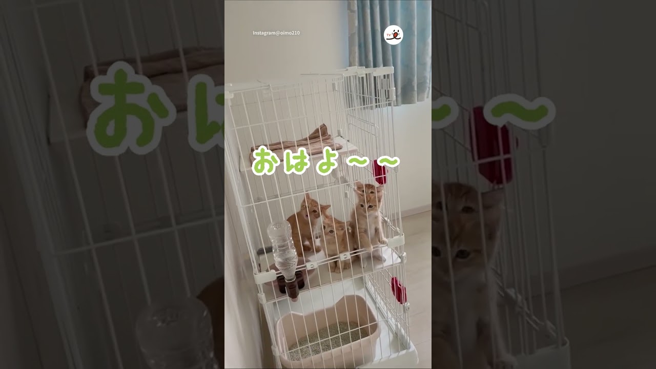 子猫たちが元気いっぱいのご挨拶♡｜PECO