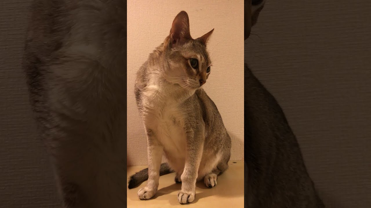 しっぽペロペロするシンガプーラなのにゃ♪