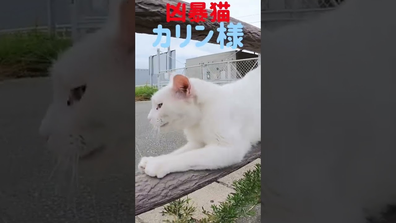 あの凶暴猫のカリン様が定位置で鋭く爪を研ぐ‼️ Ferocious cat #shorts