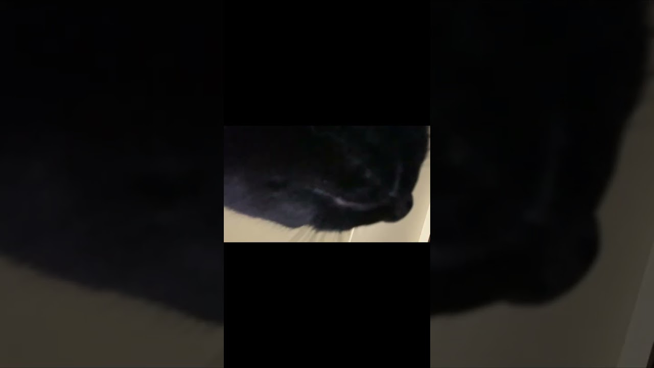 黒猫くまちゃん #shorts