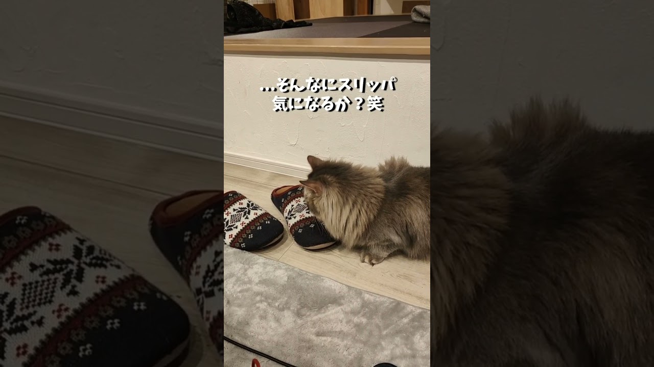 やめた方がいい。多分入れないし何より臭い。【サイベリアンのラフィ】#shorts