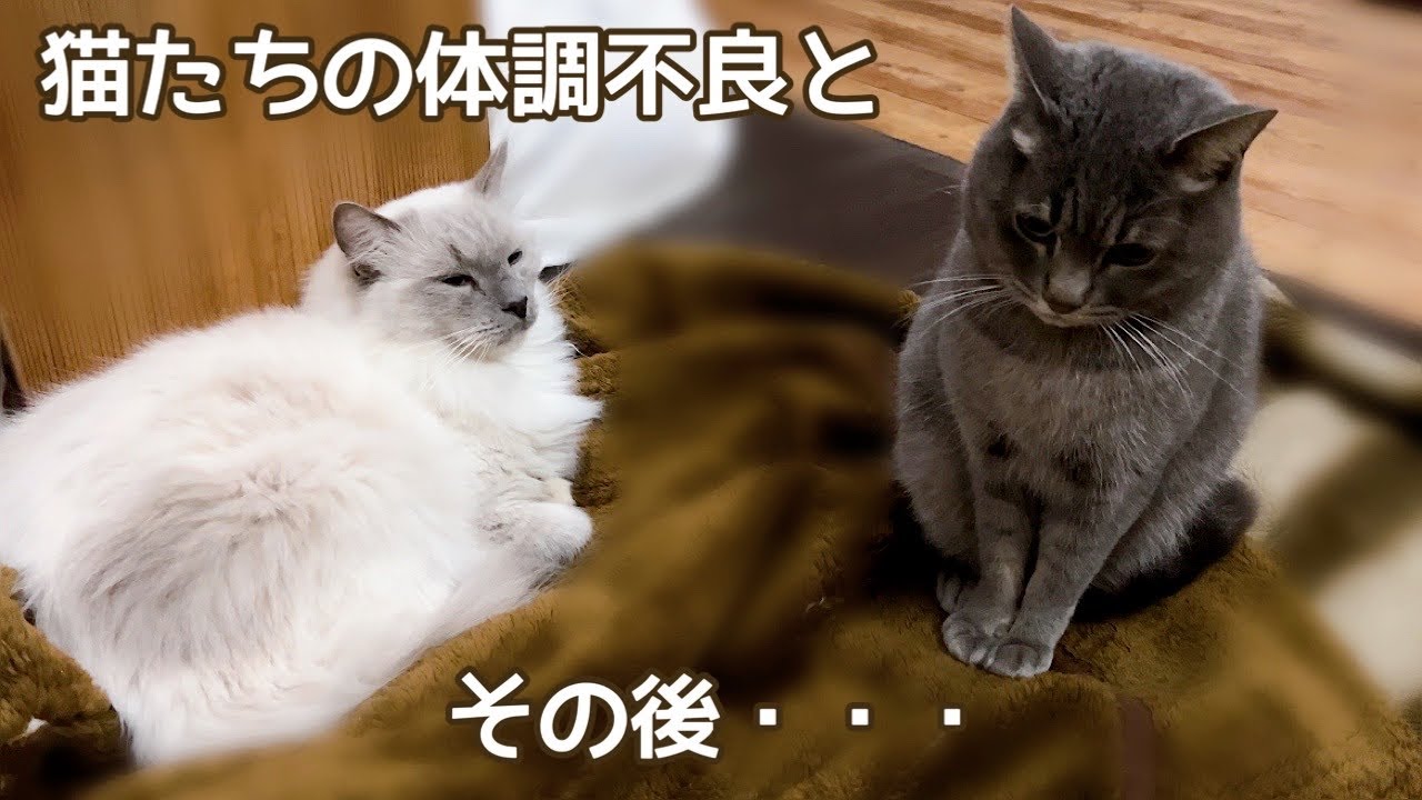 猫たちが次々と猫風邪を引いてしまいました…そしてその後…【玄関先に突然現れた子猫】【保護猫ラグドール】