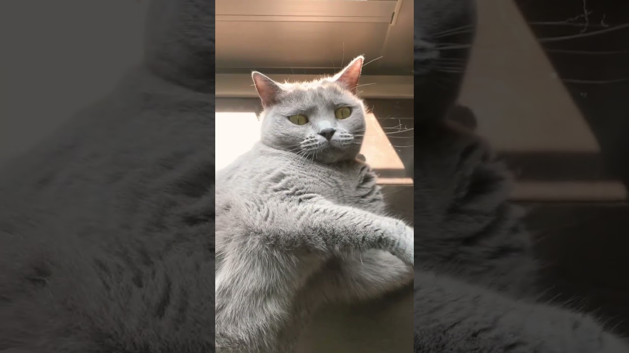 ひなたぼっこで脱力しちゃってるねこ【シャルトリュー/Chartreux cat】#short