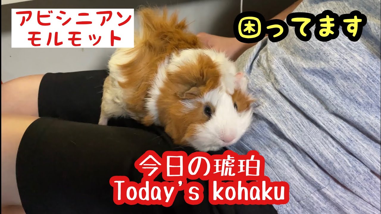 今日の琥珀　困ってみす　アビシニアンモルモット