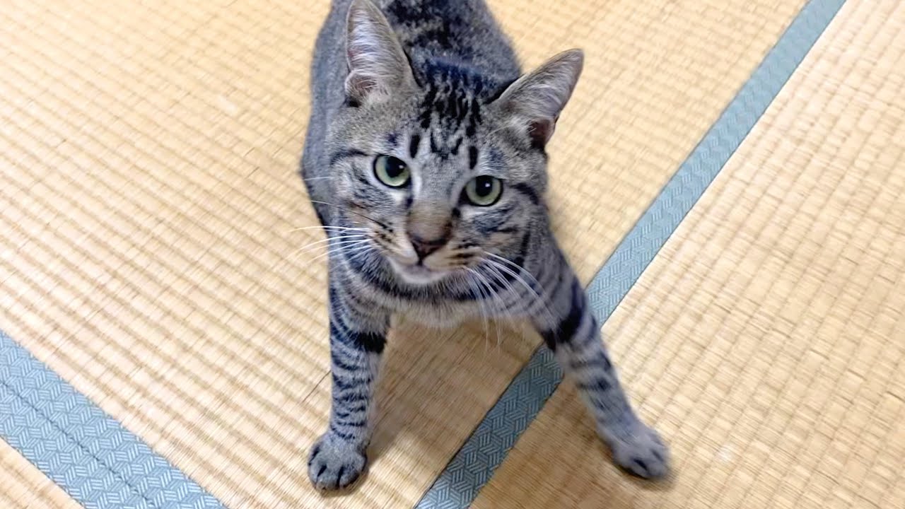 子猫をずっと無視し続けたら大激怒して襲いかかってきた...