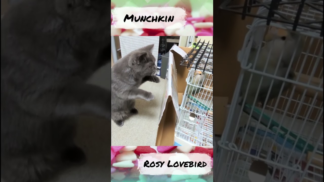 子猫のマンチカンがコザクラ先輩に初挨拶♪  #shorts