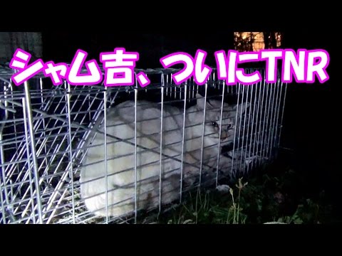 裏庭猫シャム吉、ついにTNRの時！　It’s time to TNR for Siam Cat!