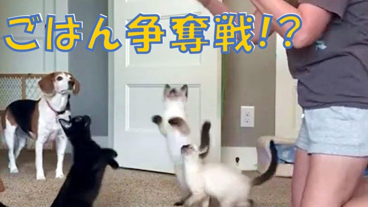 子猫5匹、ごはんタイムになると…♡