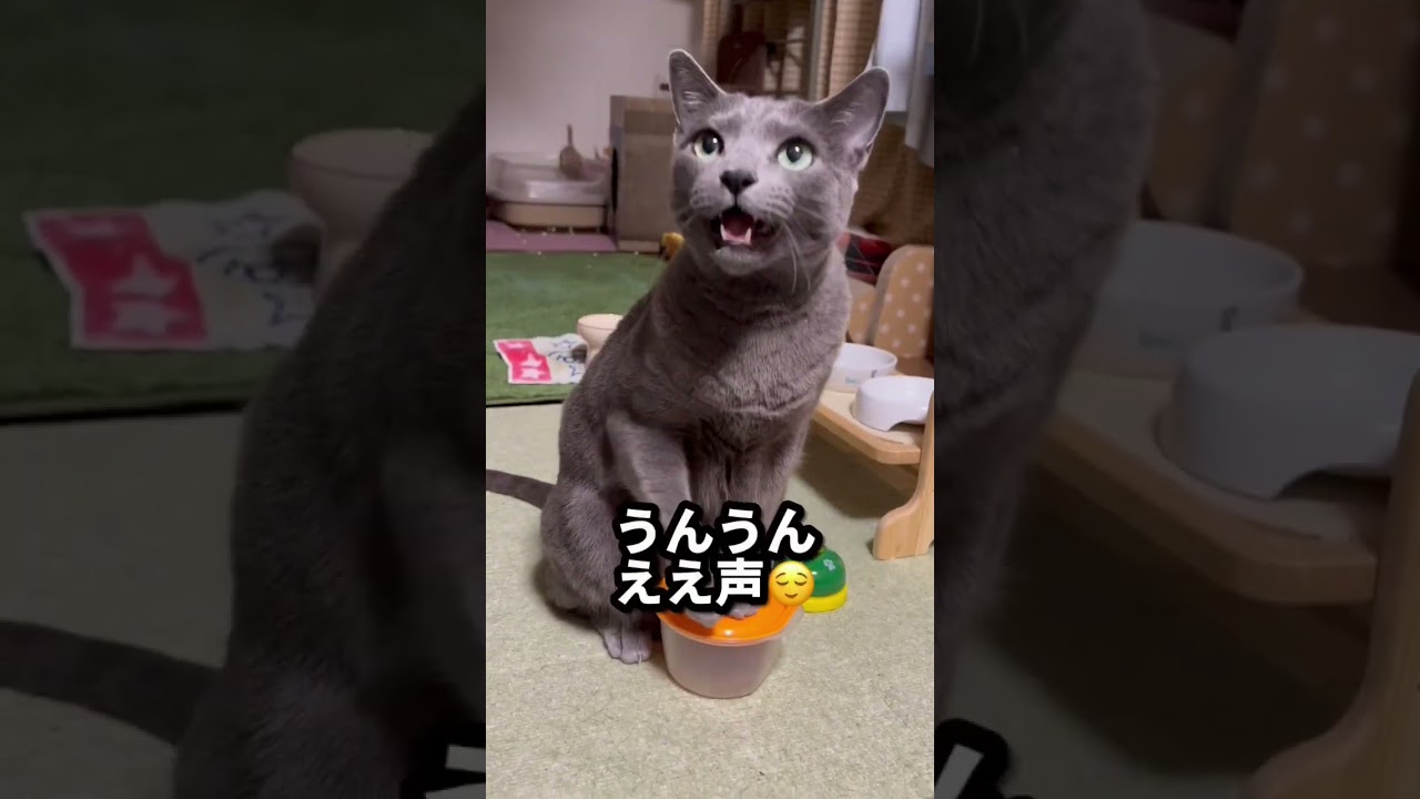 【ロシアンブルー】今朝のめろんのおねだり声😊元気です🤗【猫】#shorts