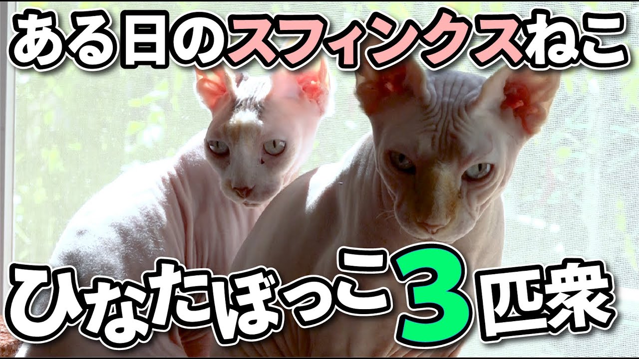 【スフィンクスねこ】みんなでぽかぽか日向ぼっこ【ほのぼの】
