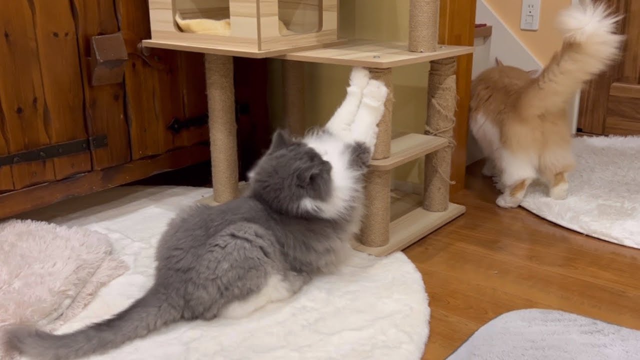 【ストレッチ】ノルウェージャンフォレストキャットのルーティン❤︎