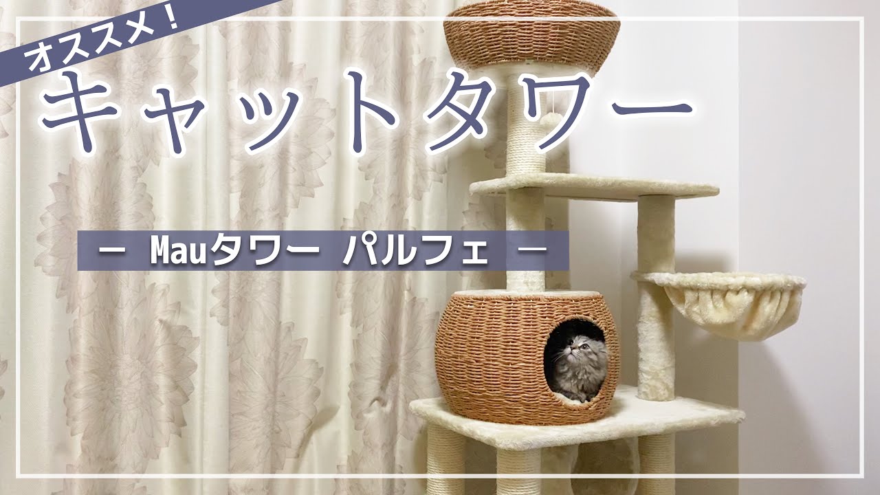 オススメのカゴ付きキャットタワーを紹介！サイベリアンの子猫、高級感のあるキャットタワーを組み立てたら大興奮【Mauタワー パルフェ】