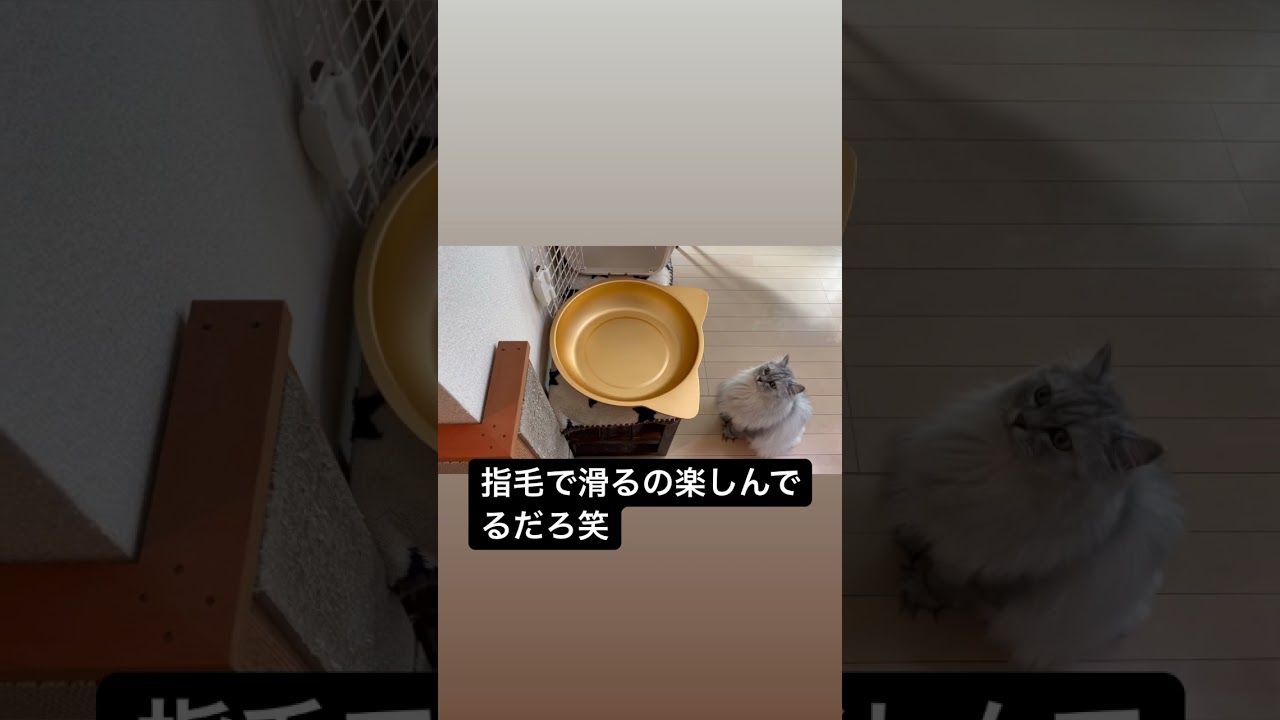 【猫品種ラガマフィン】指毛で滑るの楽しむ猫
