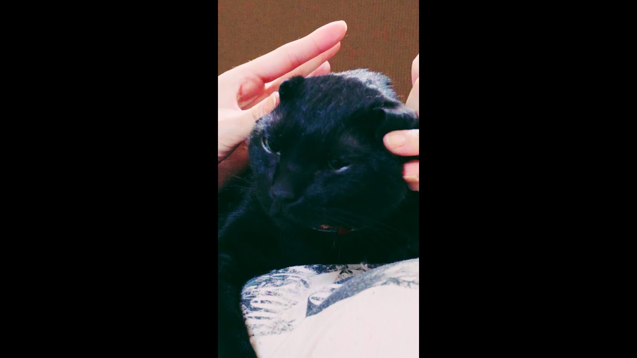 {黒猫のタピオ} スコティッシュフォールドに憧れる。 I adore Scottish Folds.  #shorts