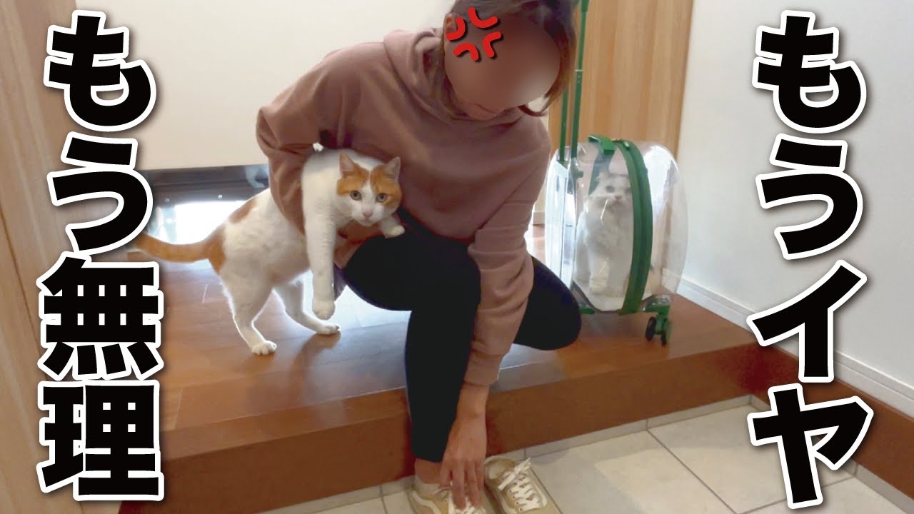 【悲報】奥さんが猫達を連れて実家に帰ってしまいました…【関西弁でしゃべる猫】