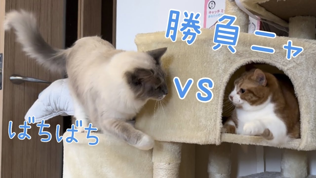 自分の家に初めて猫が来てテンション上がる短足マンチカンの猫