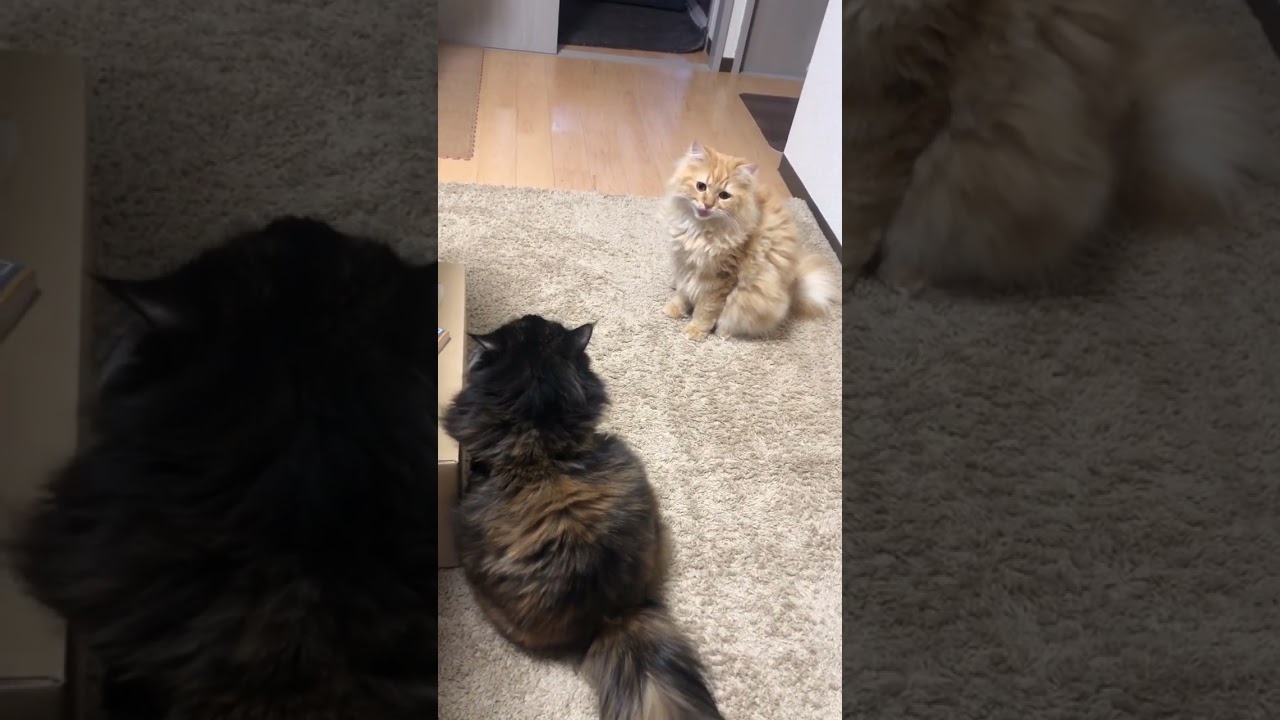 毛玉ねこ　#ラガマフィン #さびねこ　#ちゃとらねこ