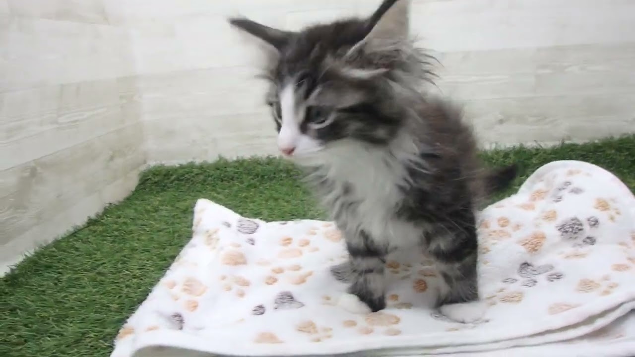 Coo&RIKU　No00616024 ノルウェージャン・フォレストキャット