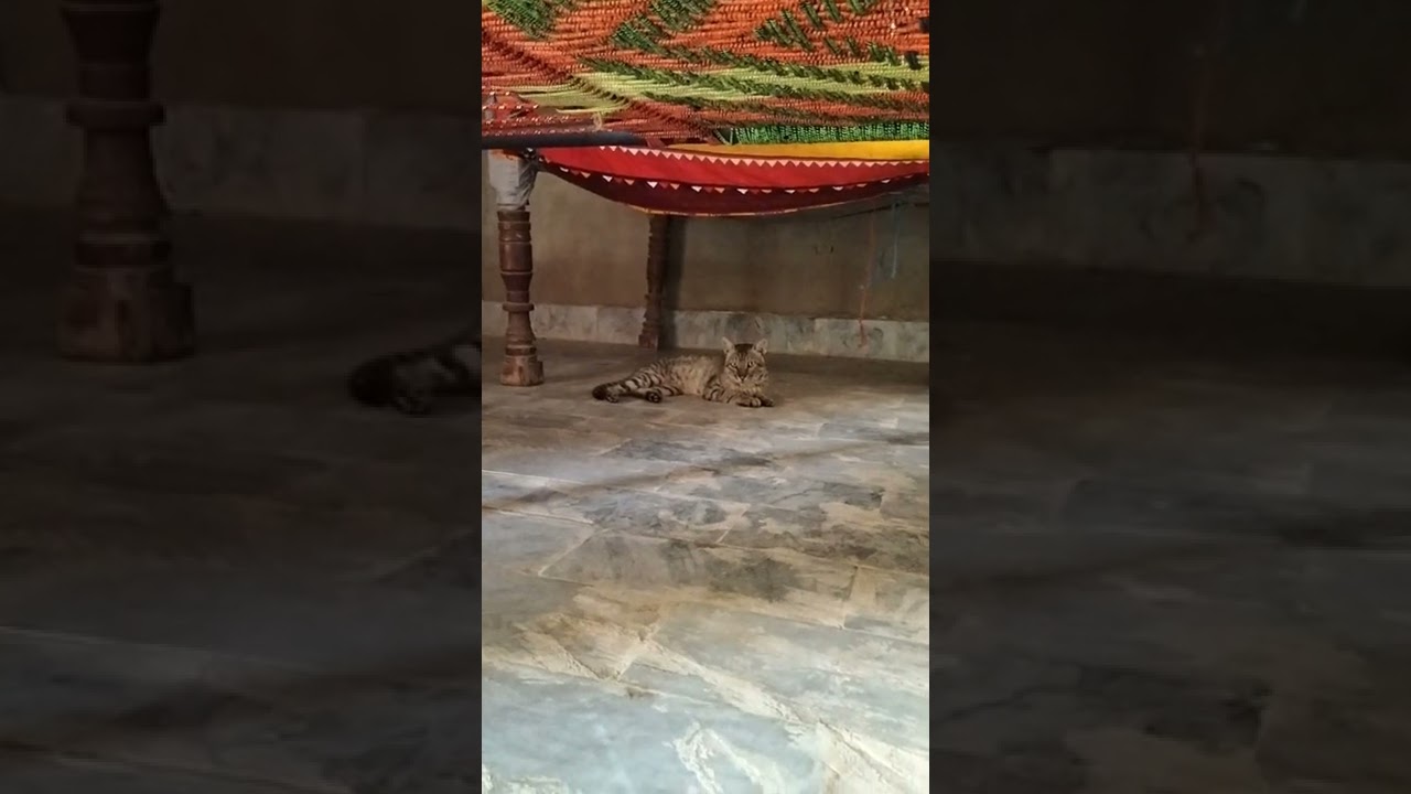 Brown cat sitting on floor