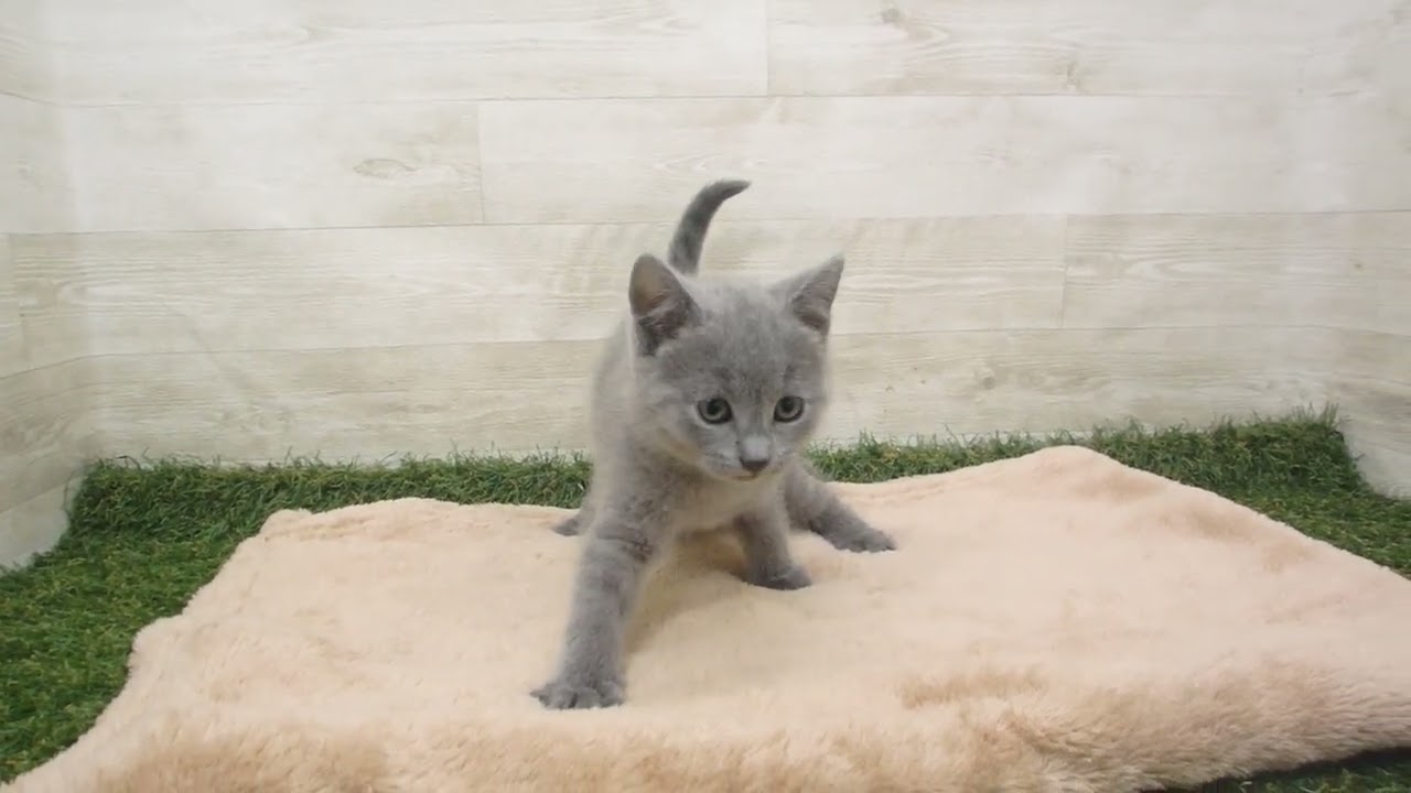 Coo&RIKU　No00585186 シャルトリュー