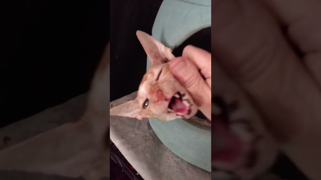 My Romeo loves scratchies! (cornish rex) (HD short)
